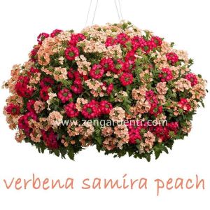 Şeftali sarkan mine çiçeği fidesi verbena samira peach 1 fide