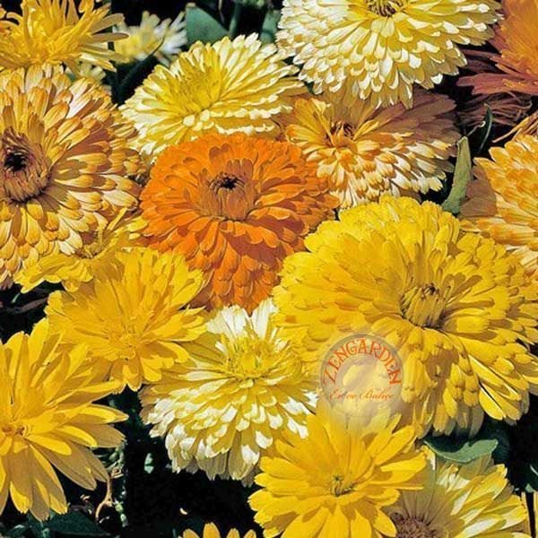 Pasifik calendula tohumu aynı safa çiçeği