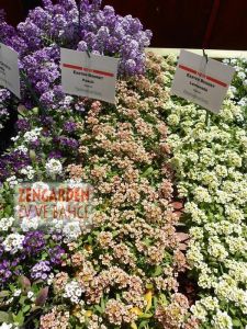 Sarı alyssum tohumu bodur kraliyet halısı lemonade bonnet