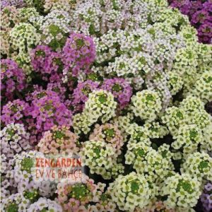 Sarı alyssum tohumu bodur kraliyet halısı lemonade bonnet