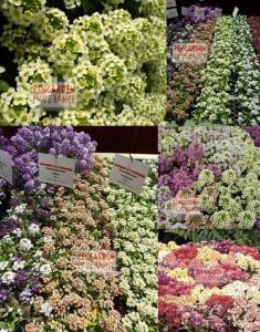 Sarı alyssum tohumu bodur kraliyet halısı lemonade bonnet