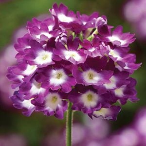 Lanai Cyclops Purple yer minesi çiçeği fidesi verbena