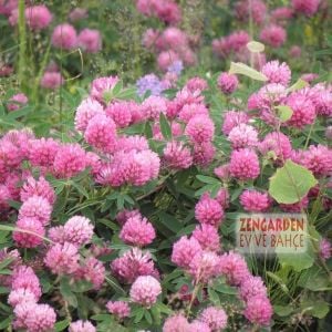 Kırmızı trifolium pratense tohumu çiçekli yerörtücü üçgül