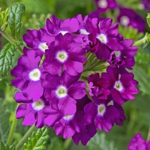Lanai Cyclops Purple yer minesi çiçeği fidesi verbena