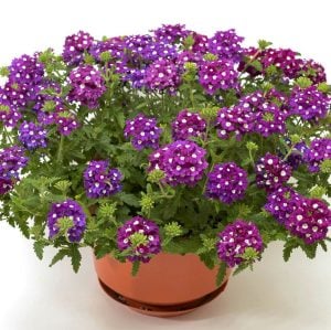 Lanai Cyclops Purple yer minesi çiçeği fidesi verbena
