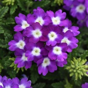 Lanai Cyclops Purple yer minesi çiçeği fidesi verbena