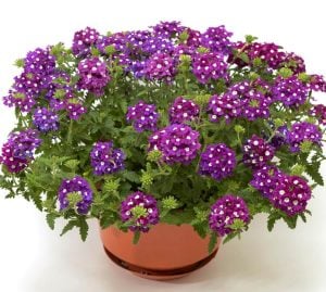 Lanai Cyclops Purple yer minesi çiçeği fidesi verbena