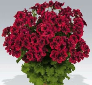 Koyu Kırmızı yediveren canan sardunya fidesi clarion dark red