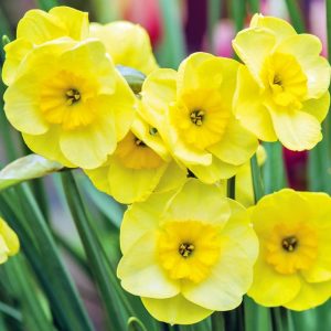 Sun disc nergis soğanı hoş kokulu geleneksel 5 adet