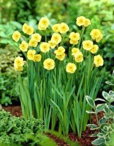 Sun disc nergis soğanı hoş kokulu geleneksel 5 adet