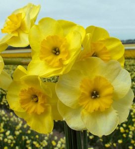 Sun disc nergis soğanı hoş kokulu geleneksel 5 adet