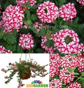 Lanai Candy Cane yer minesi çiçeği fidesi verbena 3 fide