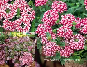 Lanai Candy Cane yer minesi çiçeği fidesi verbena 3 fide