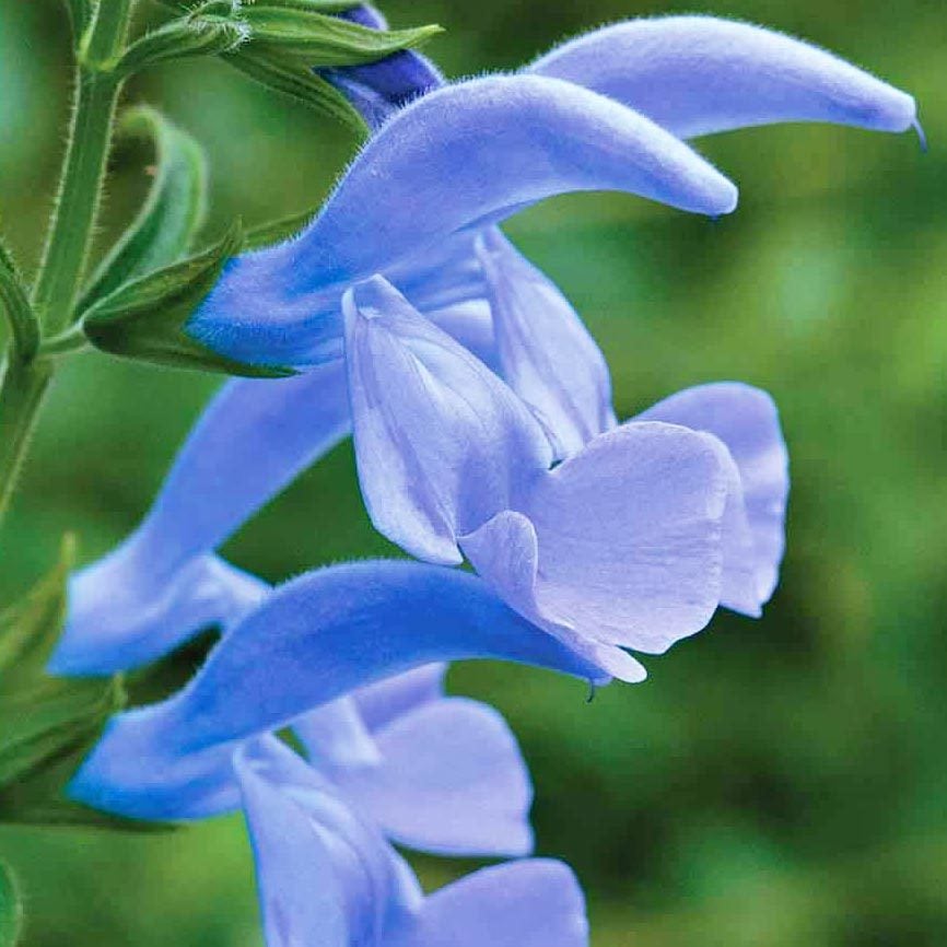Bodur patio salvia patens fidesi süs adaçayı sky blue