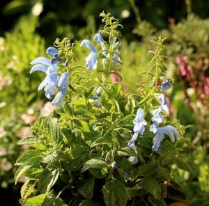Bodur patio salvia patens fidesi süs adaçayı sky blue