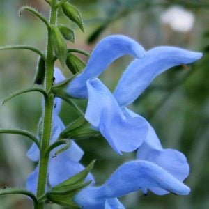 Bodur patio salvia patens fidesi süs adaçayı sky blue