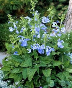 Bodur patio salvia patens fidesi süs adaçayı sky blue