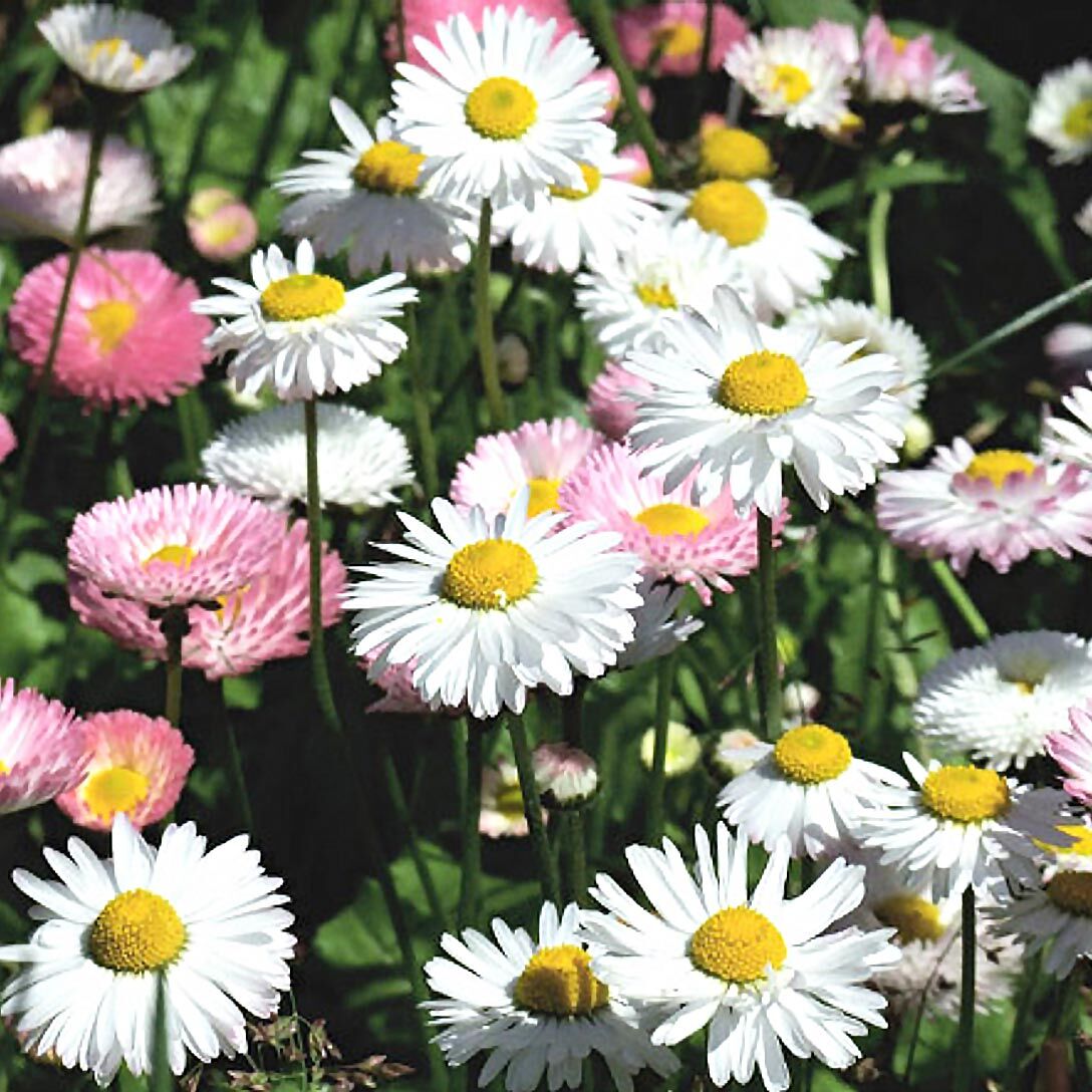 Bellis perennis tohumu atalık yayılıcı pompon papatya
