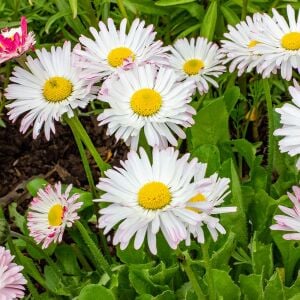 Bellis perennis tohumu atalık yayılıcı pompon papatya
