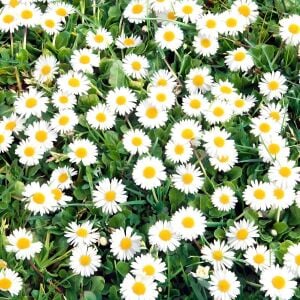 Bellis perennis tohumu atalık yayılıcı pompon papatya