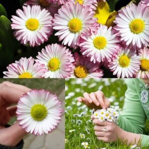 Bellis perennis tohumu atalık yayılıcı pompon papatya