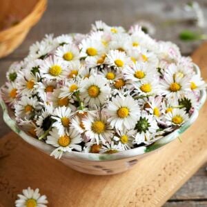 Bellis perennis tohumu atalık yayılıcı pompon papatya