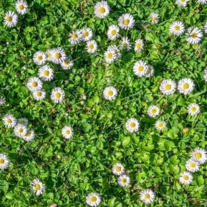 Bellis perennis tohumu atalık yayılıcı pompon papatya