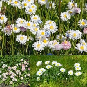 Bellis perennis tohumu atalık yayılıcı pompon papatya