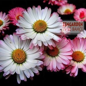 Bellis perennis tohumu atalık yayılıcı pompon papatya
