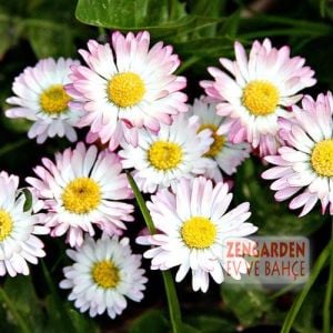 Bellis perennis tohumu atalık yayılıcı pompon papatya