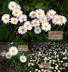 Bellis perennis tohumu atalık yayılıcı pompon papatya