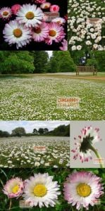 Bellis perennis tohumu atalık yayılıcı pompon papatya