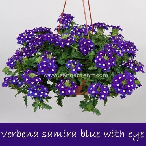 Mavi gözlü sarkan mine çiçeği fidesi verbena samira blue w. eye 1 fide