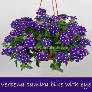 Mavi gözlü sarkan mine çiçeği fidesi verbena samira blue w. eye 1 fide