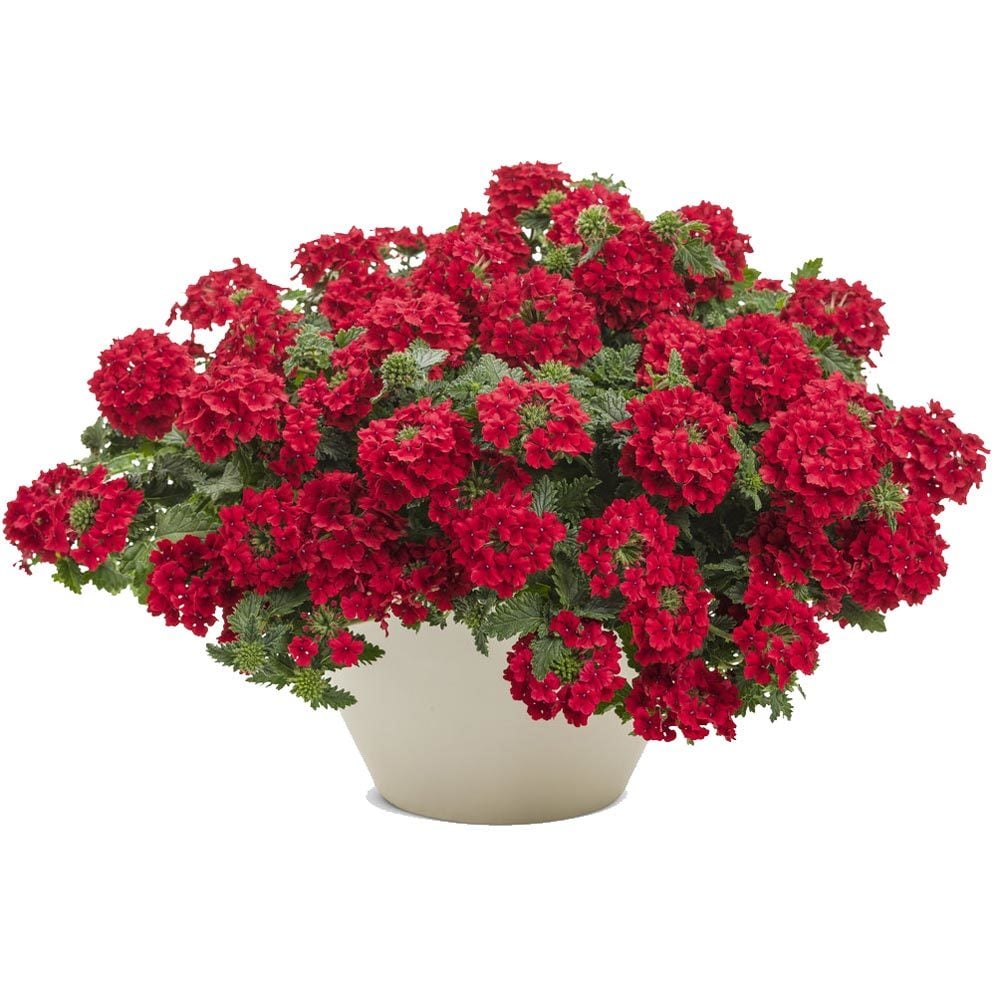 Lanai deep red yer minesi çiçeği fidesi verbena
