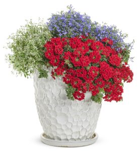 Lanai deep red yer minesi çiçeği fidesi verbena