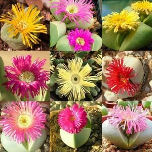 Argyroderma sukulent mesemb bitki karışımı yetişmiş