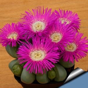 Argyroderma sukulent mesemb bitki karışımı yetişmiş