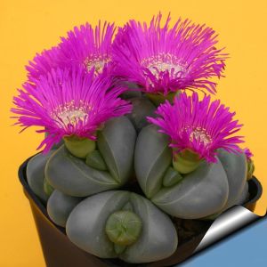 Argyroderma sukulent mesemb bitki karışımı yetişmiş