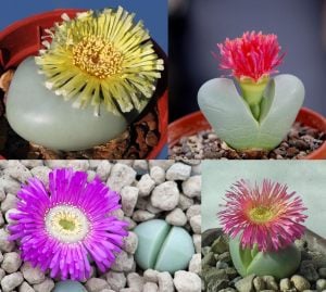Argyroderma sukulent mesemb bitki karışımı yetişmiş