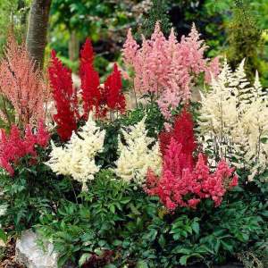 Astilbe çiçeği soğanı karışık renkler 3 adet