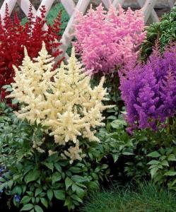 Astilbe çiçeği soğanı karışık renkler 3 adet