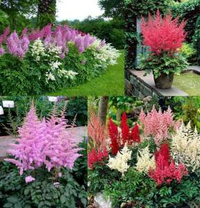 Astilbe çiçeği soğanı karışık renkler 3 adet