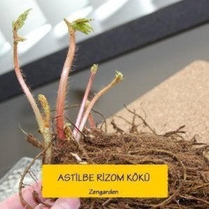 Astilbe çiçeği soğanı karışık renkler 3 adet