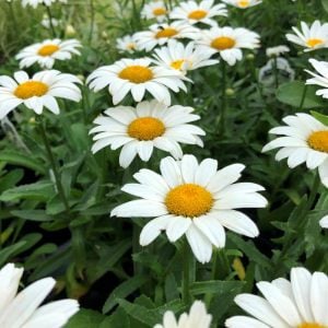 Kalıcı Alman Papatyası fidesi Leucanthemum x superbum