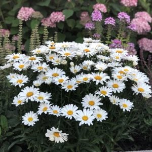 Kalıcı Alman Papatyası fidesi Leucanthemum x superbum