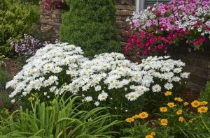 Kalıcı Alman Papatyası fidesi Leucanthemum x superbum