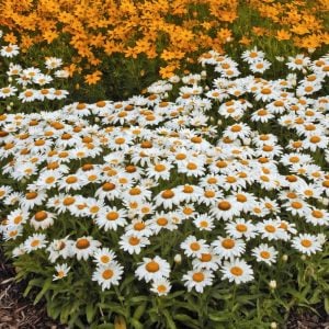 Kalıcı Alman Papatyası fidesi Leucanthemum x superbum