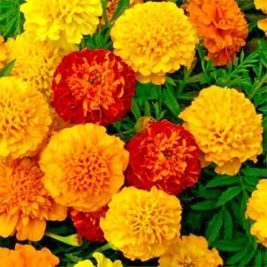 Fransız kadife çiçeği tohumu bodur petite serisi karışım tagetes