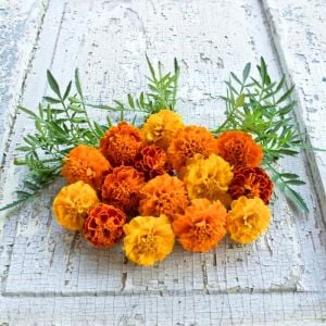 Fransız kadife çiçeği tohumu bodur petite serisi karışım tagetes